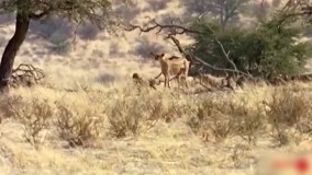 شکار تماشایی غزال شاخدار توسط یوز پلنگ جوان