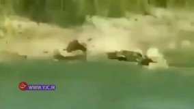 حمله دیدنی تمساح به مار در حاشیه یک رودخانه