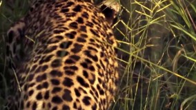 حیات وحش ، لحظه های دیدنی شکار از پلنگ تا شیر