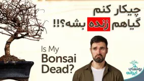 روش درمان بونسای ها ؛
 مشکل زهکشی خاک و گلدون