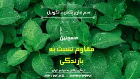 داکونیل|Dakonil راه حلی مطمئن برای جلوگیری از آفات سیب زمینی