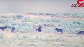 لحظه رویارویی خرس مادر با گله گرگ ها