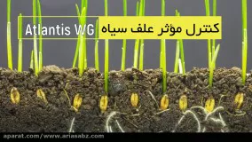 سم علف کش قوی و تضمینی | آتلانتیس دبلیوجی | Atlantis WG