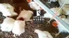 بیماری ترسناک در برخی مرغداری های ارومیه!