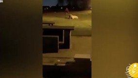 عروس به جان مهمان مراسم افتاد!