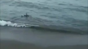 کار جالب نادر سلیمانی برای پرندگان وحشی دریای خزر