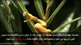 مارهای سمی و خطر بالای مرگ بر اثر نیش آن ها | سم خارجی برای نابودی مارهای سمی