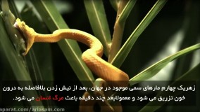 شناخت انواع مارهای سمی و راه های مناسب برای در امان ماندن از آن ها