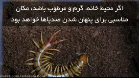 هزارپا چگونه وارد خانه ها می شود؟ | سم قوی برای کشتن انواع هزارپا