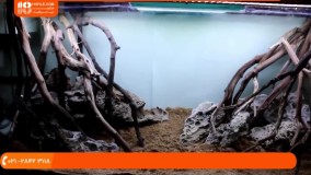 چگونگی دیزاین آکواریوم گیاهی با چوب و گیاهان آبزی