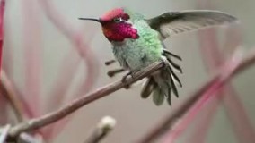 پرنده‌ی ۸ میلیون دلاری ، با قابلیت تعویض ۶۲ رنگ