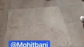 ویدئویی از همزیستی جالب انسان و روباه