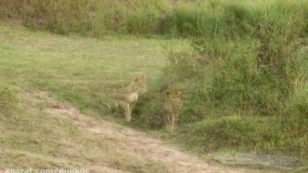 حیات وحش ، مبارزه گورخر برای بقاء در مقابل شیر و پلنگ