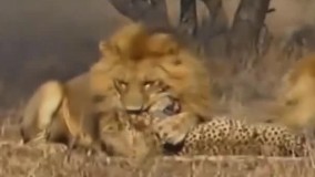 شکار یوزپلنگ مغرور توسط شیر نر