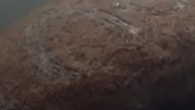 آزار یک گاو دریایی با حک نام ترامپ بر بدنش !