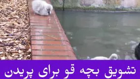 بچه قو به آب پرید