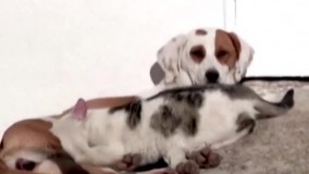 سگی که به گربه ها ی محل شیر می دهد