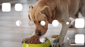 نکات غذای سگ