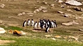 مواجهه جالب دو گروه از پنگوئن‌ ها با یکدیگر