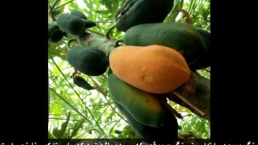 درآمد میلیاردی از پاپایا