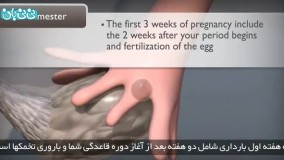 هفته اول بارداری