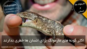 مارمولک ها چه تفاوت هایی با مارها دارند؟ | دفع مارمولک با سموم خارجی و تضمینی