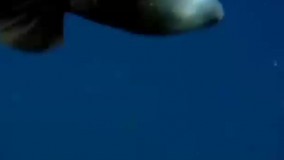 باز هم دنیای اعجاب انگیز اعماق دریا !