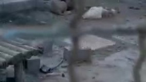 وضعیت سلطان جنگل در باغ وحش ارومیه !