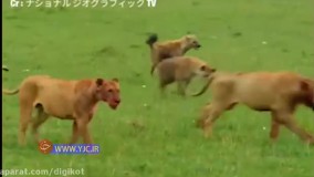 جنگ سخت شیر و کفتار برای تصاحب شکار