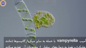 تروفوزوئیت Vampyrella lateritia