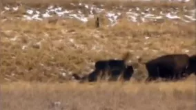 نبرد بوفالو مادر با گرگ ها ؛ جنگ حیوانات در سرمای خشن