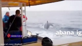 غافلگیری مسافران کشتی توسط نهنگ غول‌پیکر