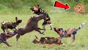 حیات وحش ، شکارهای دیدنی و سخت از شیر تا سگ های وحشی