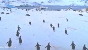 تصویر جدید و متفاوت از حیوانات با کیفیت 8K