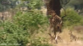 حیات وحش ، شکارها و شکست های دیدنی شیر از حیوانات بزرگ