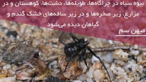 آیا عنکبوت خطرناک بیوه سیاه در ایران وجود دارد؟