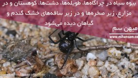 از بین بردن عنکبوتهای سمی و خطرناک با سم عنکبوت کش خارجی
