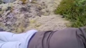 شیطنت‌ های یک روباه برای معروف شدن