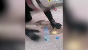 نجات جان یک بچه گربه با ماساژ قلبی یک کارگر !
