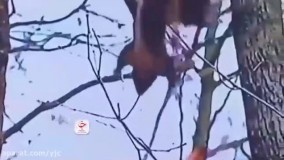 شکار دیدنی سنجاب توسط عقاب