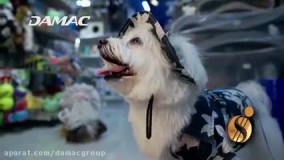 نحوه رسیدگی به حیوانات خانگی در امارات - damac