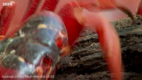 شکار خرچنگ قرمز توسط مورچه های زرد رنگ