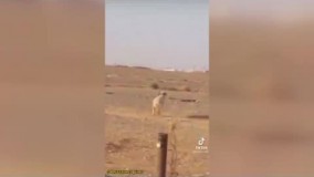 ویدیویی پر بازدید از باهوش‌ ترین گوسفند جهان