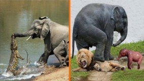10 حیوان که می توانند یک فیل را بکشند