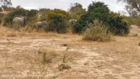 جنگ حیوانات حیات وحش | نبرد بوفالو با شیر های مغرور
