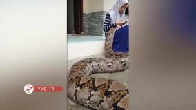 دوستی عجیب دختر اندونزیایی با مار غول پیکر