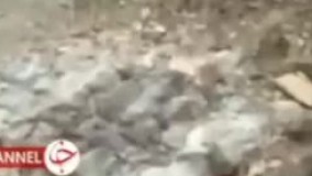 قاتلان خرس قهوه‌ای در سمنان دستگیر شدند