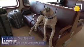 بوژی، گردشگر چهارپای استانبول