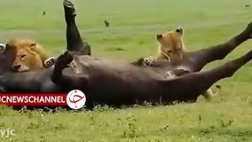شکار بوفالوی نگون بخت توسط شیر نر