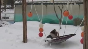 برف بازی دیدنی یک پاندا در باغ وحش چین